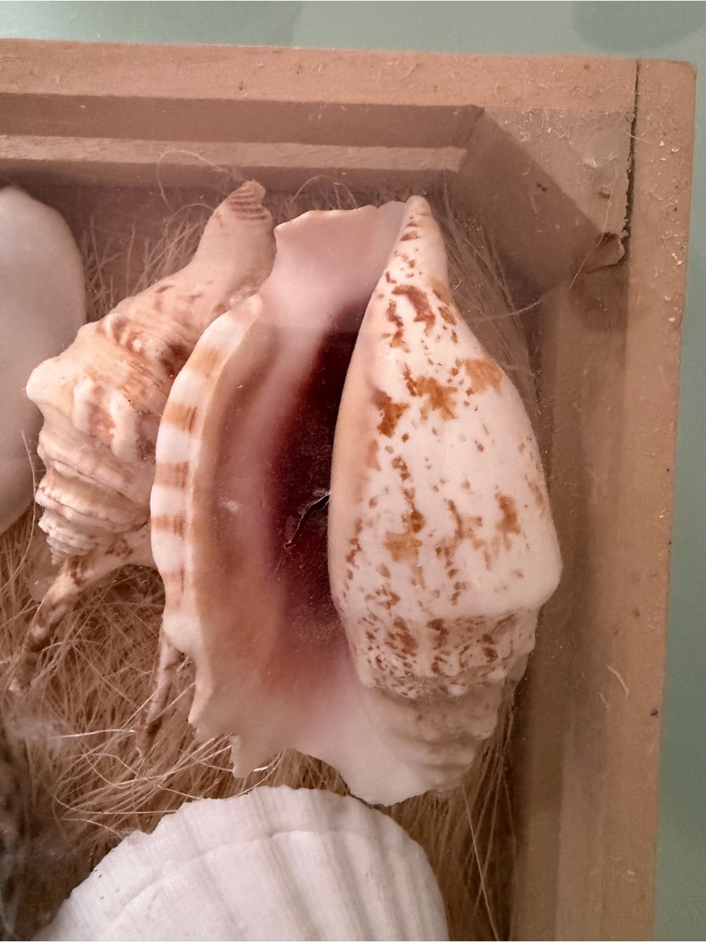 Coastal SeaShell Collection - Picture 5 of 13